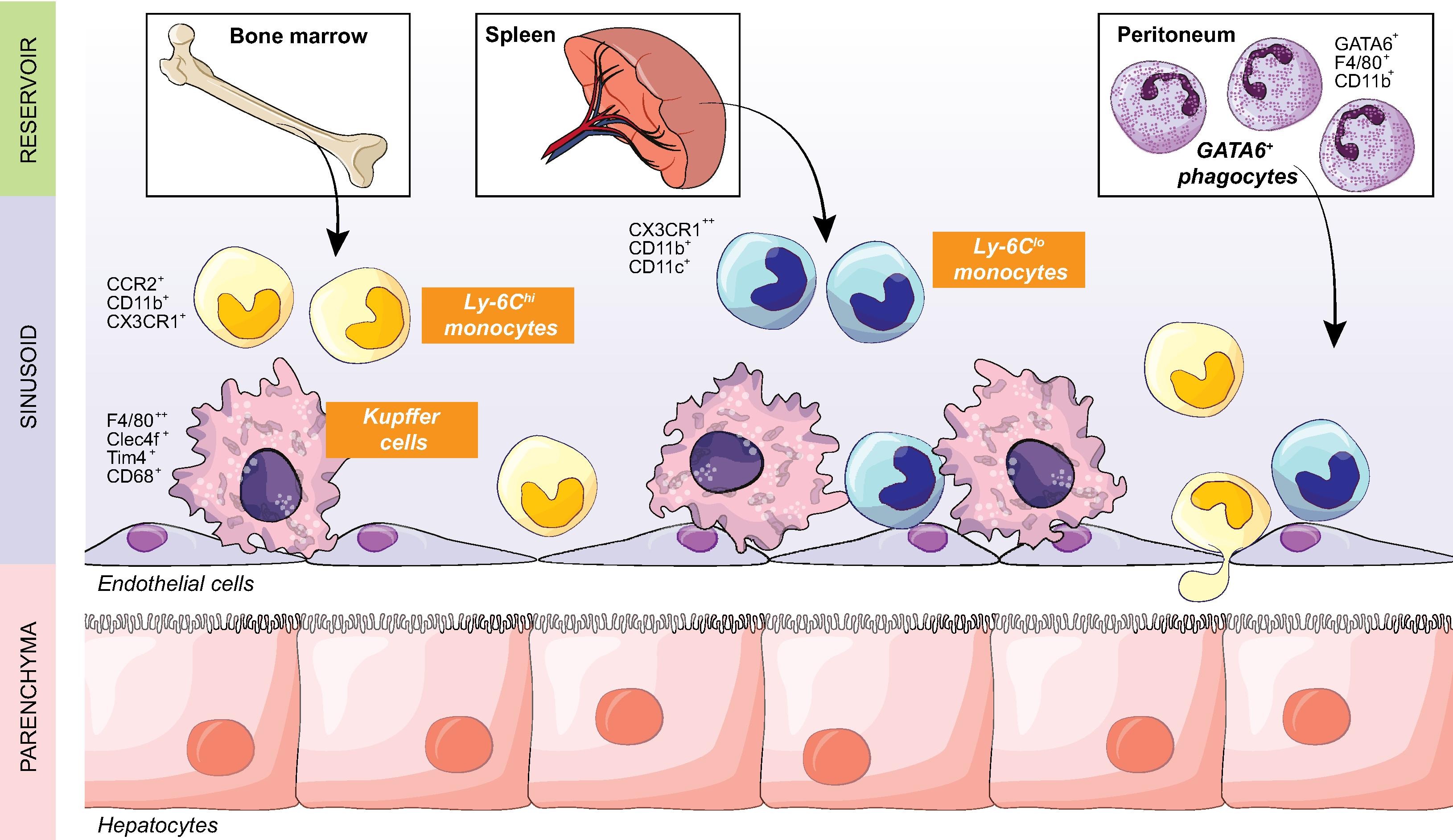 Macrophages and the liver