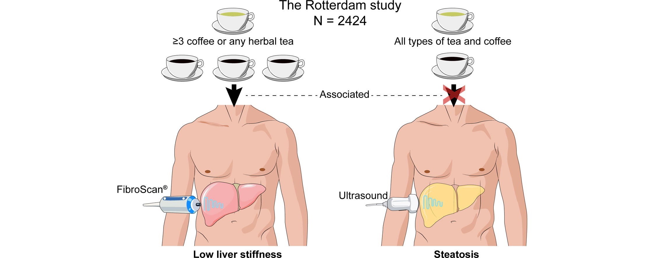 Café y té protegen de la fibrosis