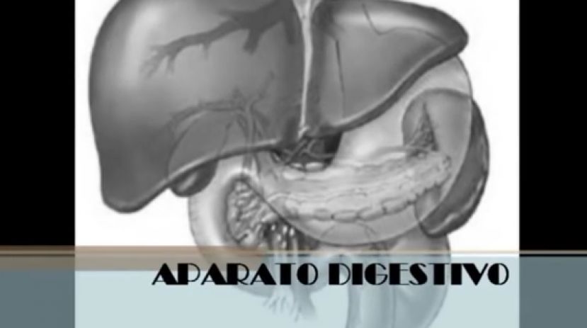 Aparato digestivo: páncreas, hígado y duodeno
