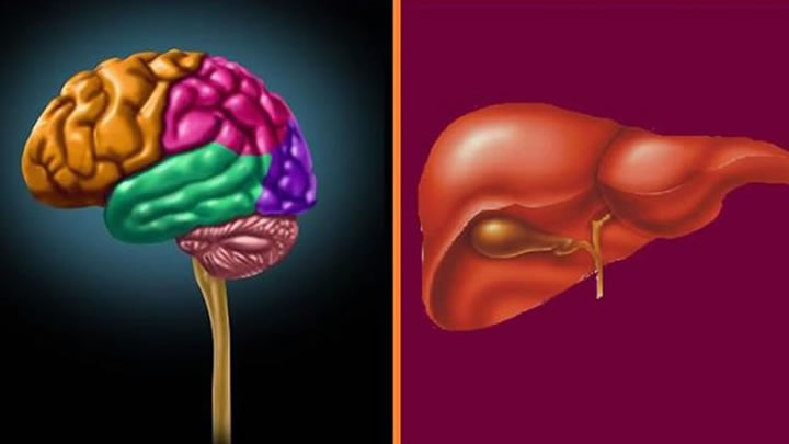 hígado cerebro