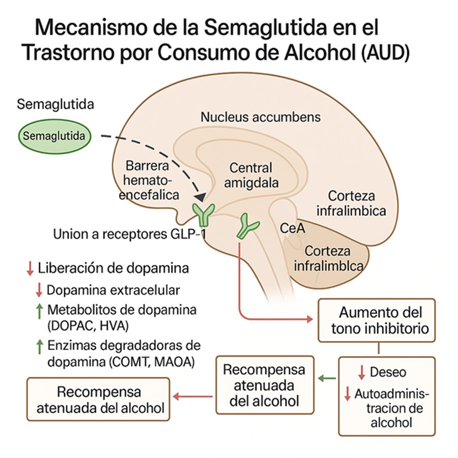 Imagen2 Semaglutida