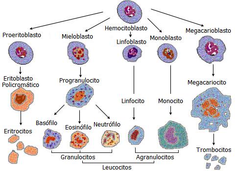 Linaje de las Celulas Sanguineas traducido españo