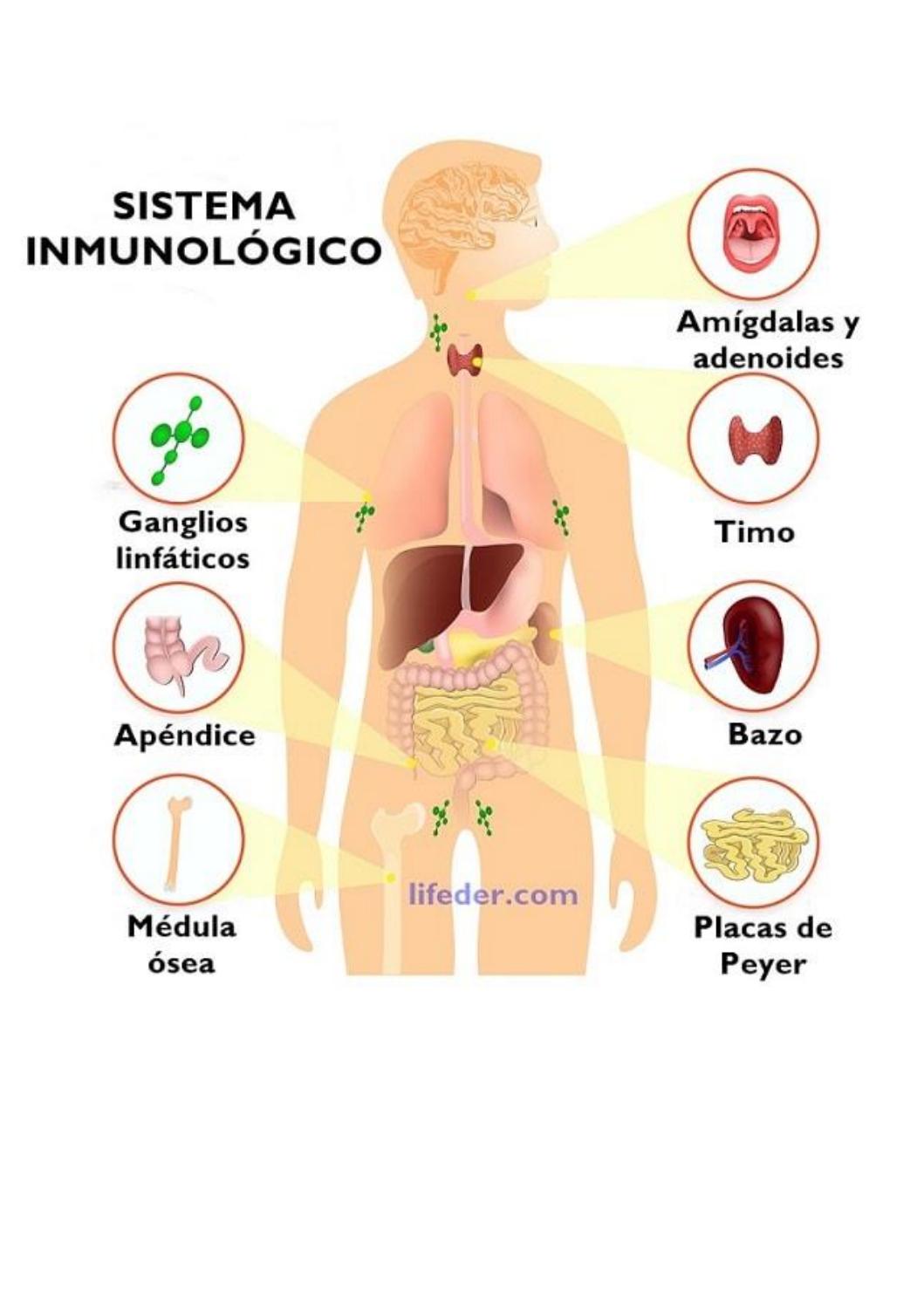 anatomia sistema inmune
