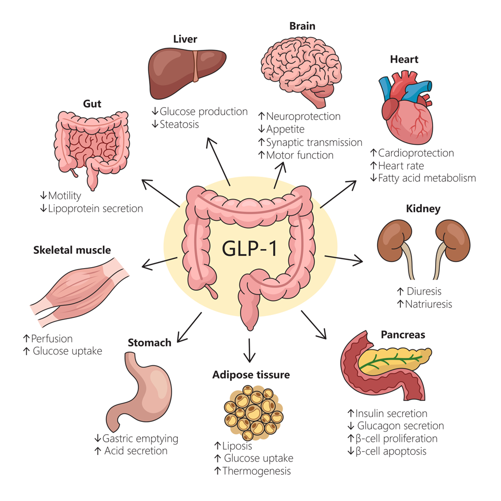 Beneficios GLP1