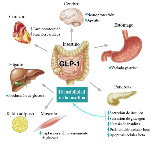 Efectos GLP1
