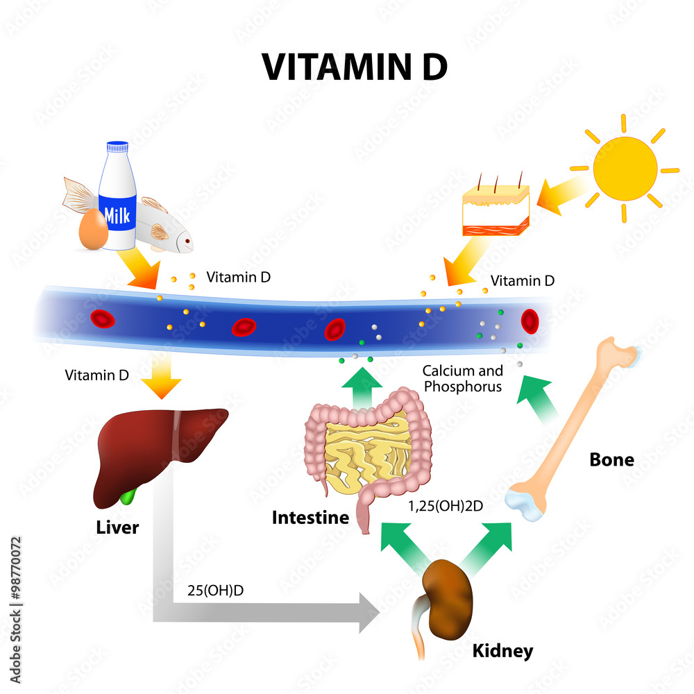 diagrama vitD