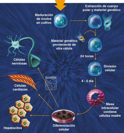 clonacion hepatocitos