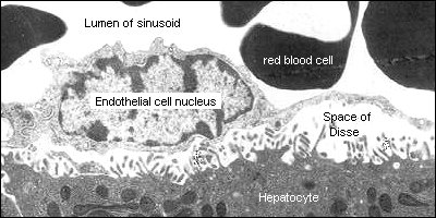 sinusoides hepaticos