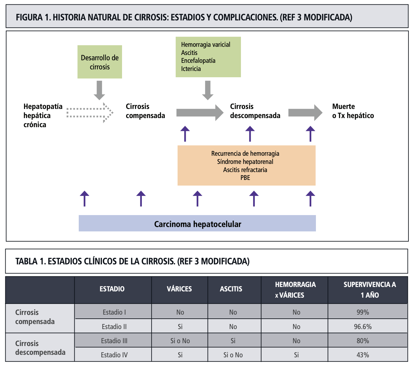Cirrosis fases