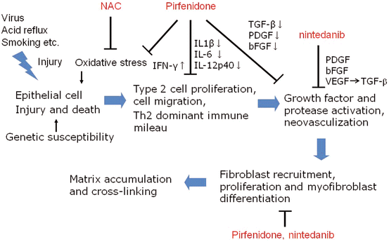 Pirfenidone molecular actions