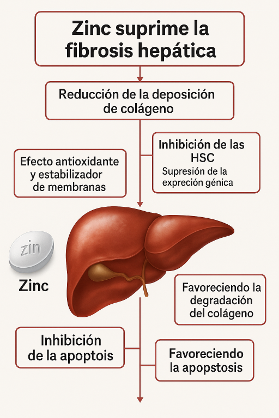 Zinc fibrosis 3