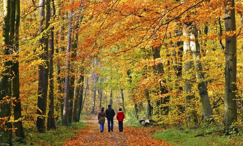 ESTRATEGIAS PARA PREVENIR PROGRESIÓN DEL HÍGADO GRASO