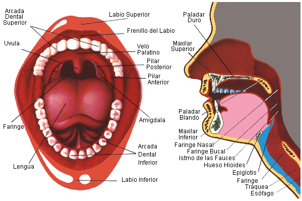 la boca