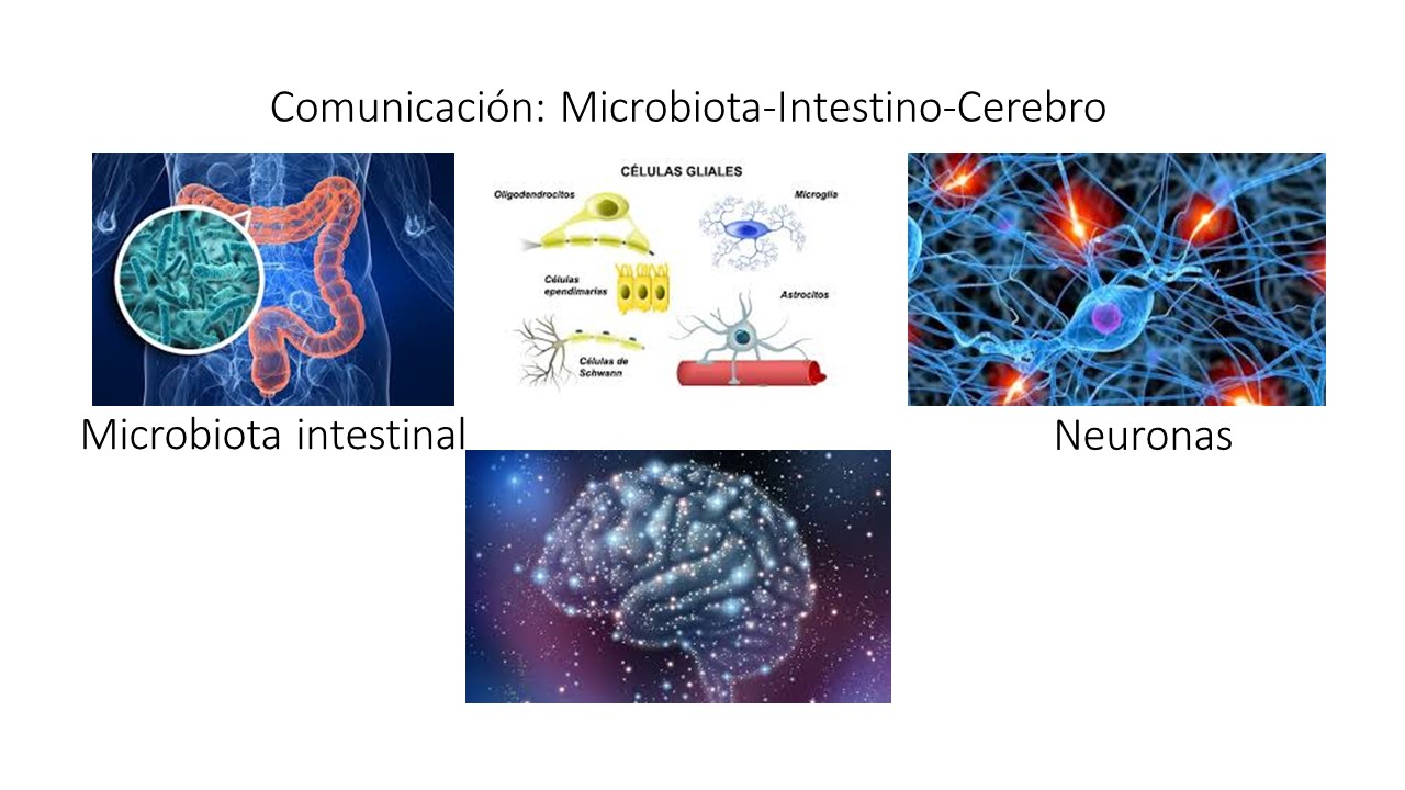 Comunicación microbiota intestino cerebro 2018