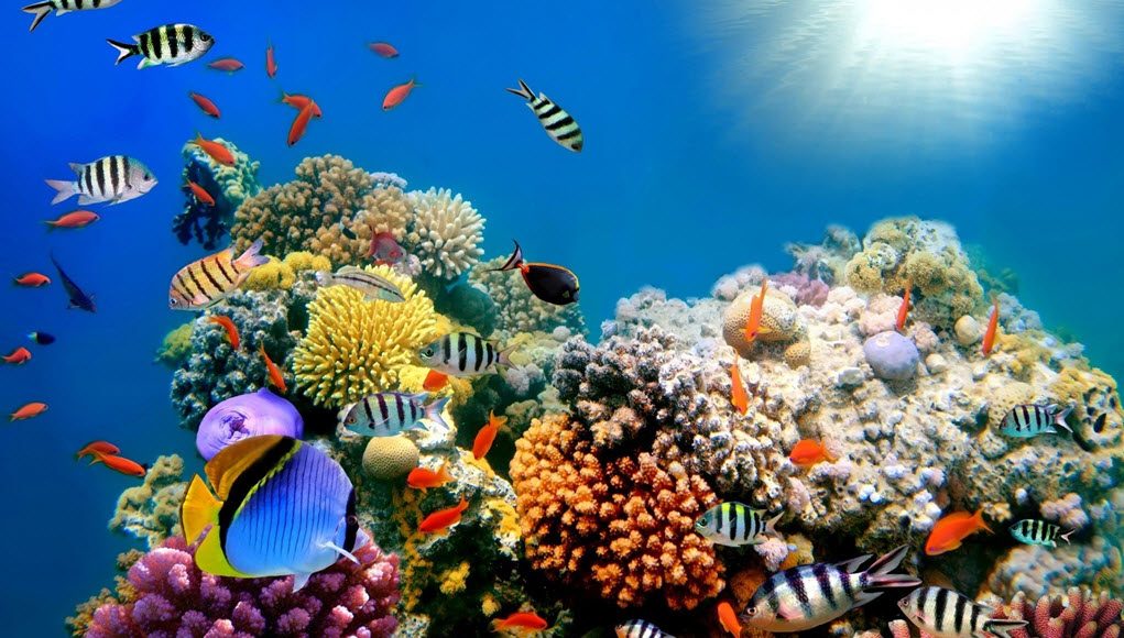 Resultado de imagen para coral arrecife