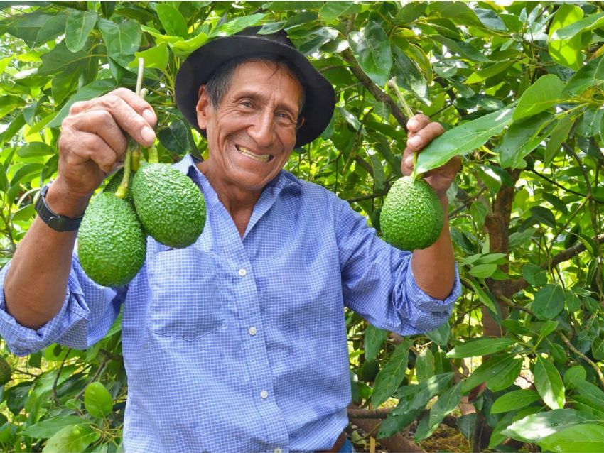 EL AGUACATE, UN AMIGO PARA LA SALUD Y , ¿UN ENEMIGO PARA EL AMBIENTE?