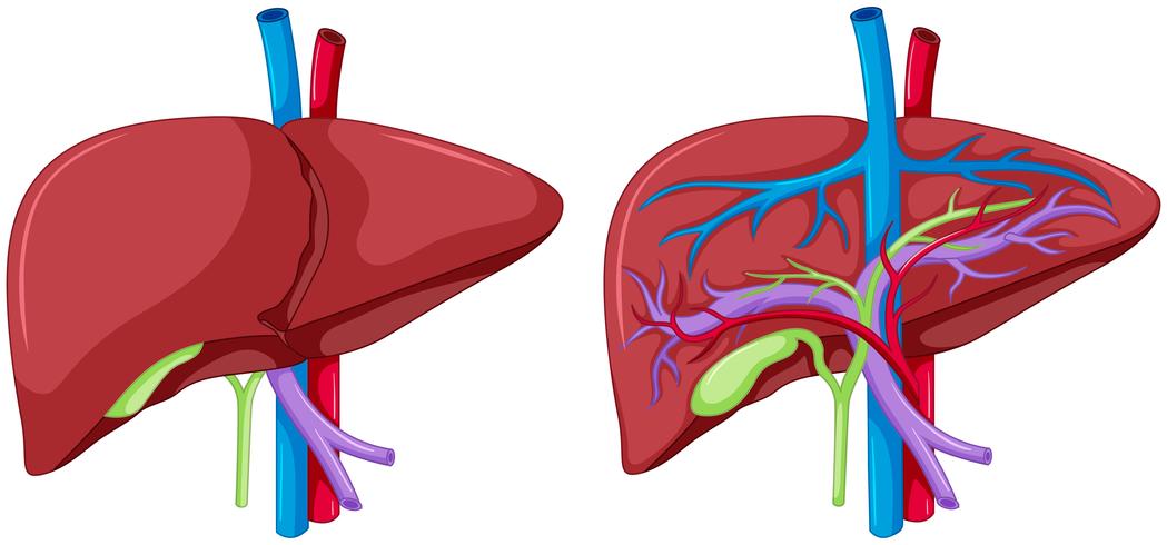 two diagram of liver anatomy vector